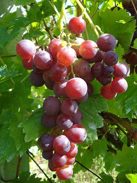 عنب كاردينال