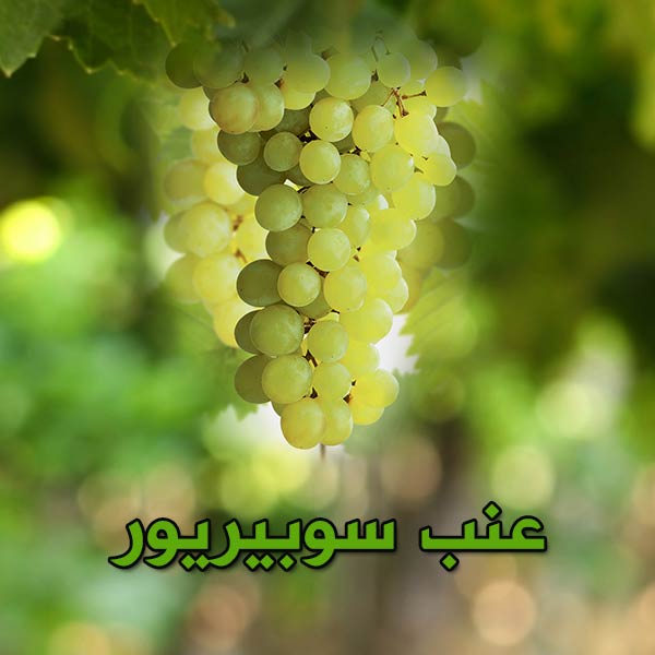 عنب سوبيريور